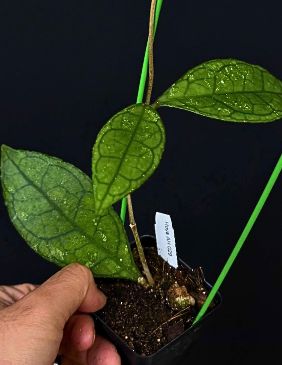 Hoya AH-029 on Trellis. US SELLER