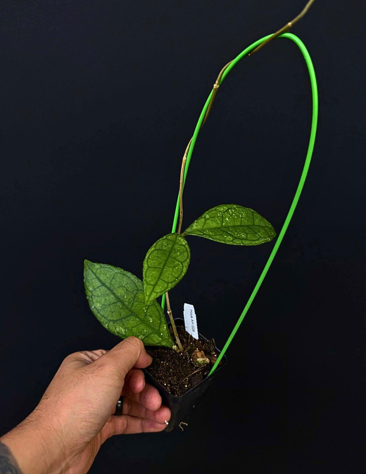 Hoya AH-029 on Trellis. US SELLER