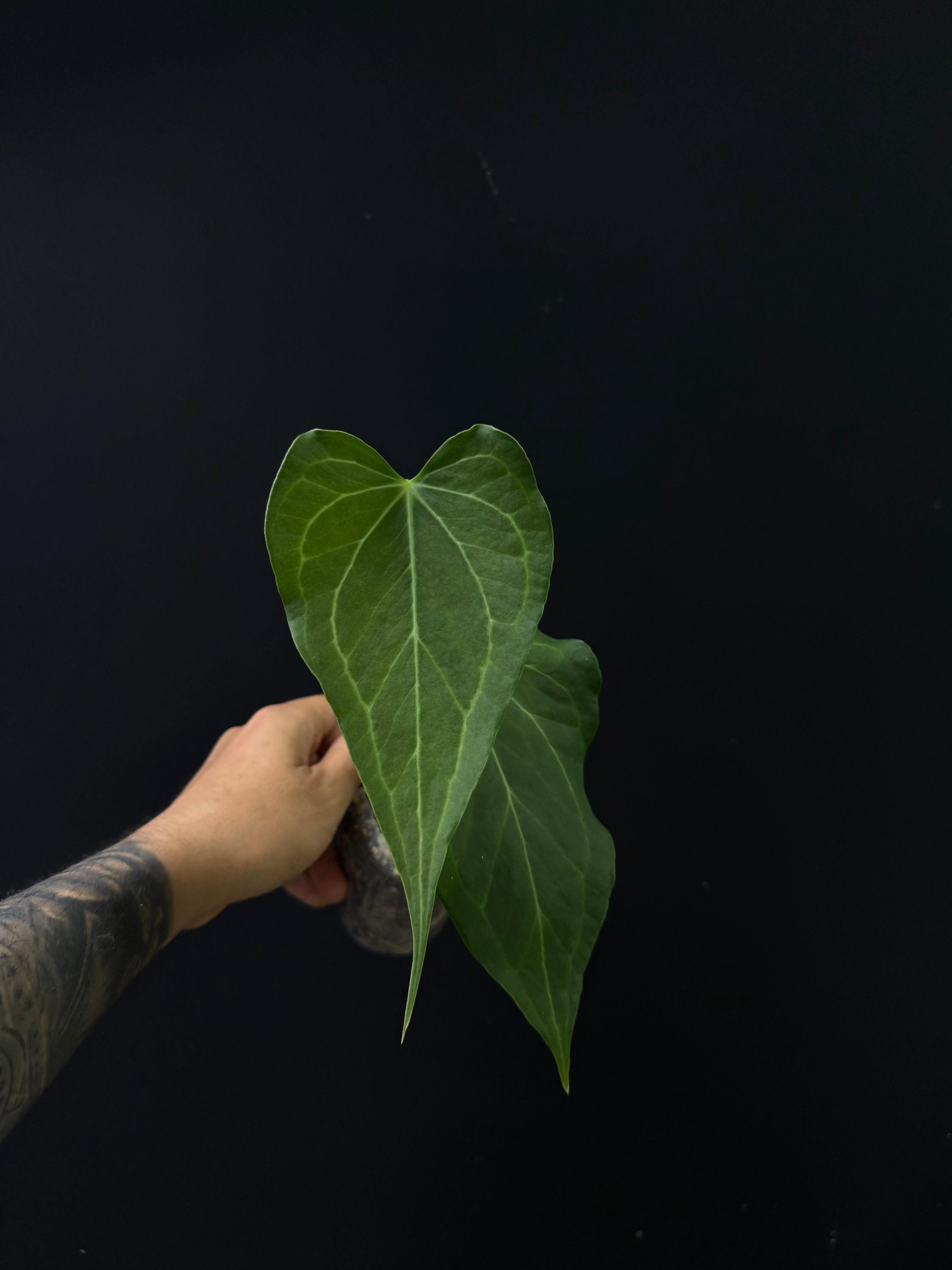 Anthurium Delta Force
