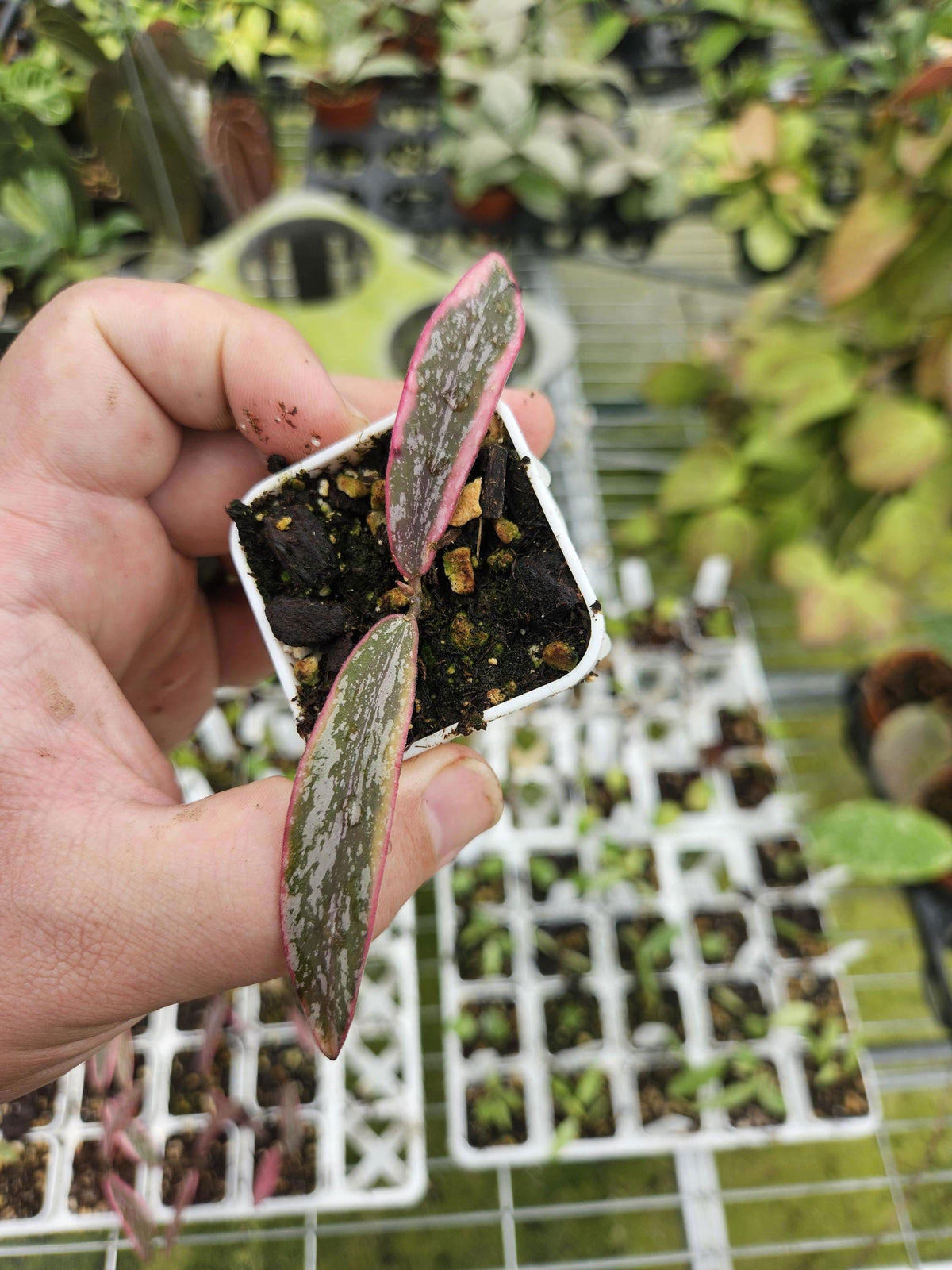 Hoya sigillatis Albo Splash ROOTED. US SELLER