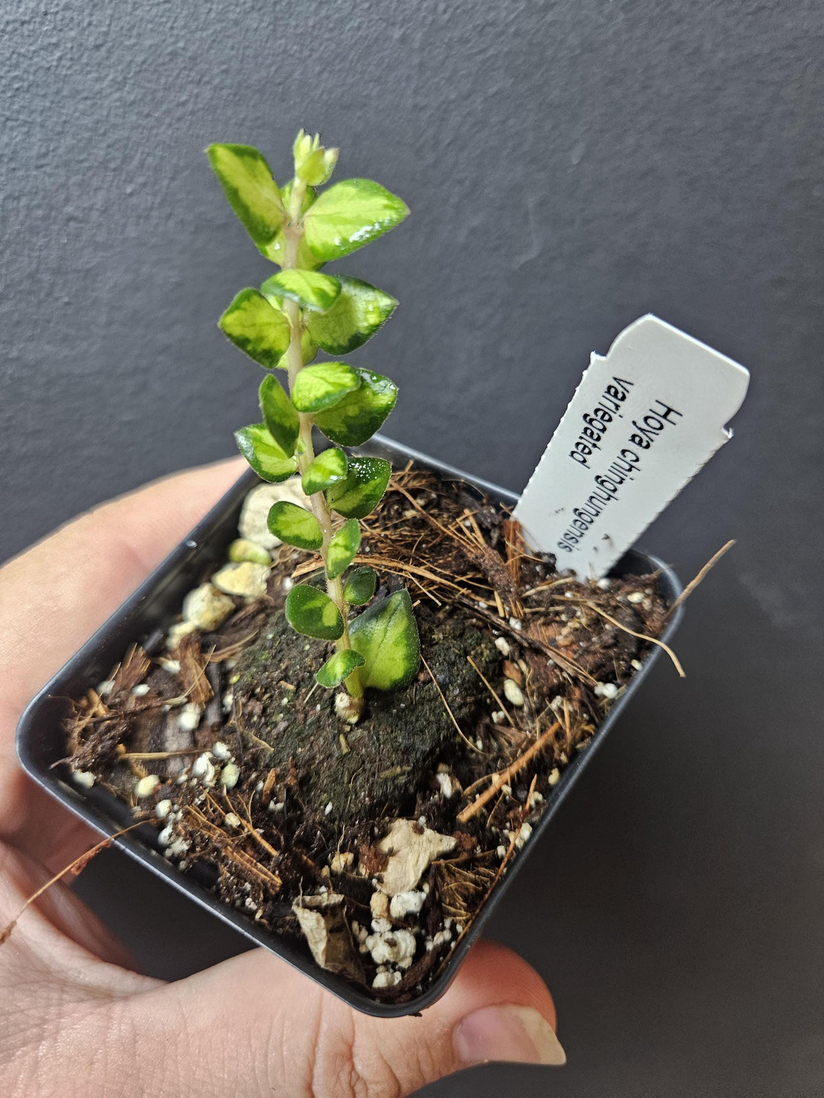 Hoya chinghungensis variegated. US SELLER.