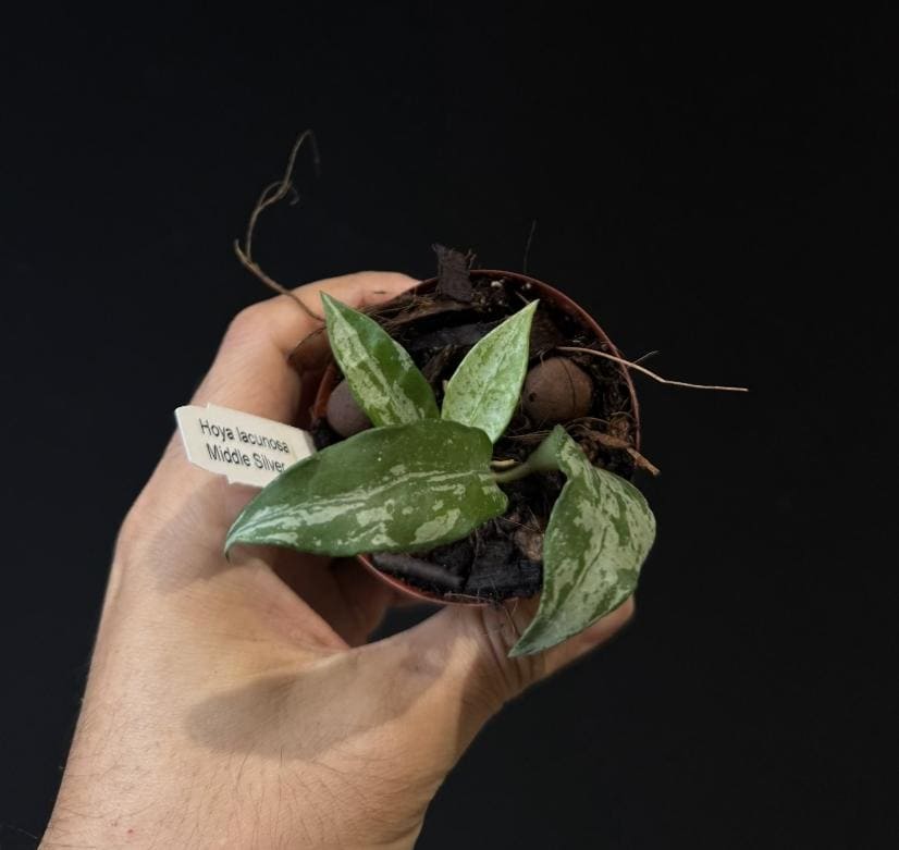 Hoya lacunosa MIDDLE SILVER