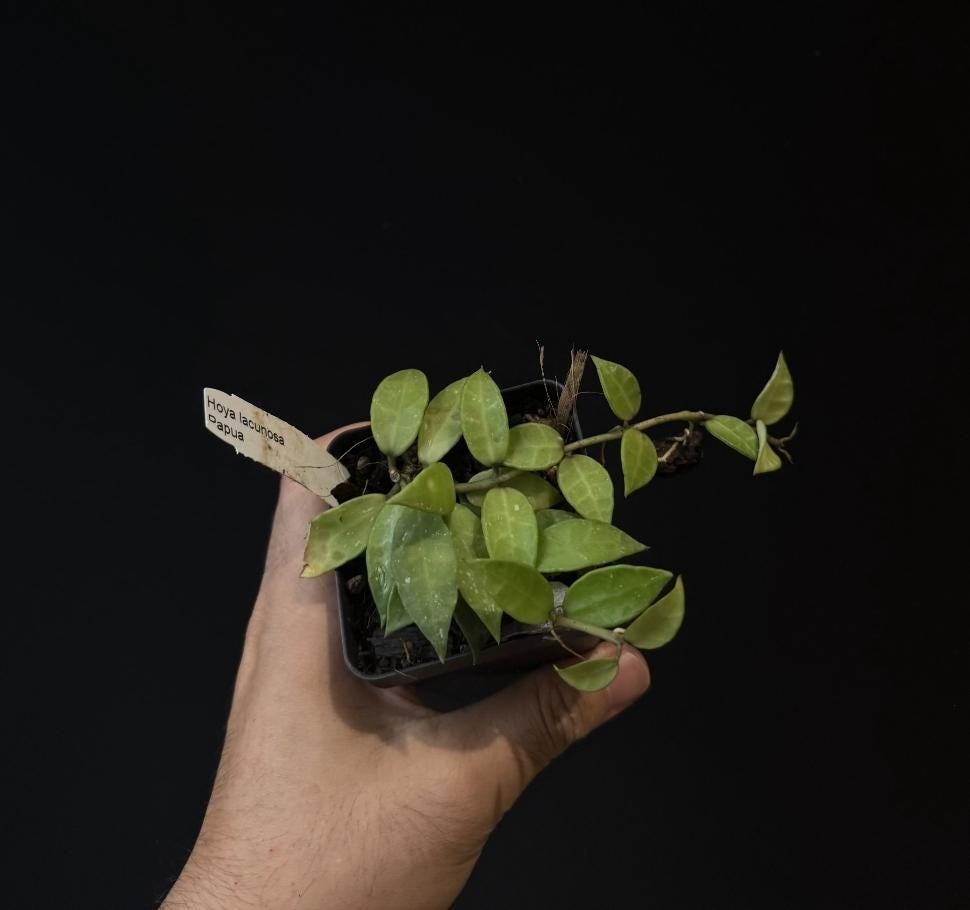 Hoya lacunosa Papua