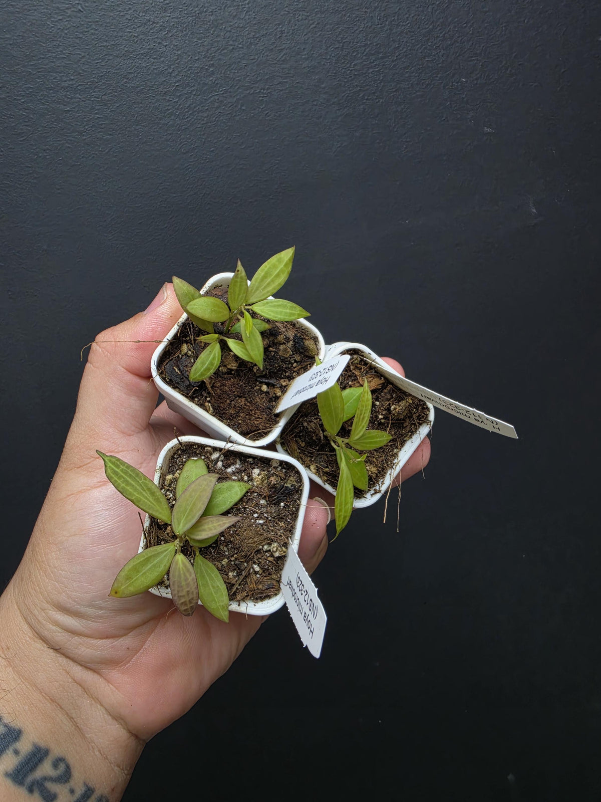 Hoya microdwarf. US SELLER.