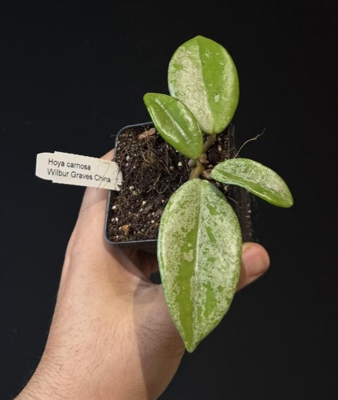 Hoya carnosa Wilbur Graves CHINA. Silver Splash. US SELLER.
