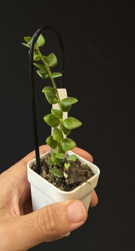 Hoya chinghungensis US SELLER.