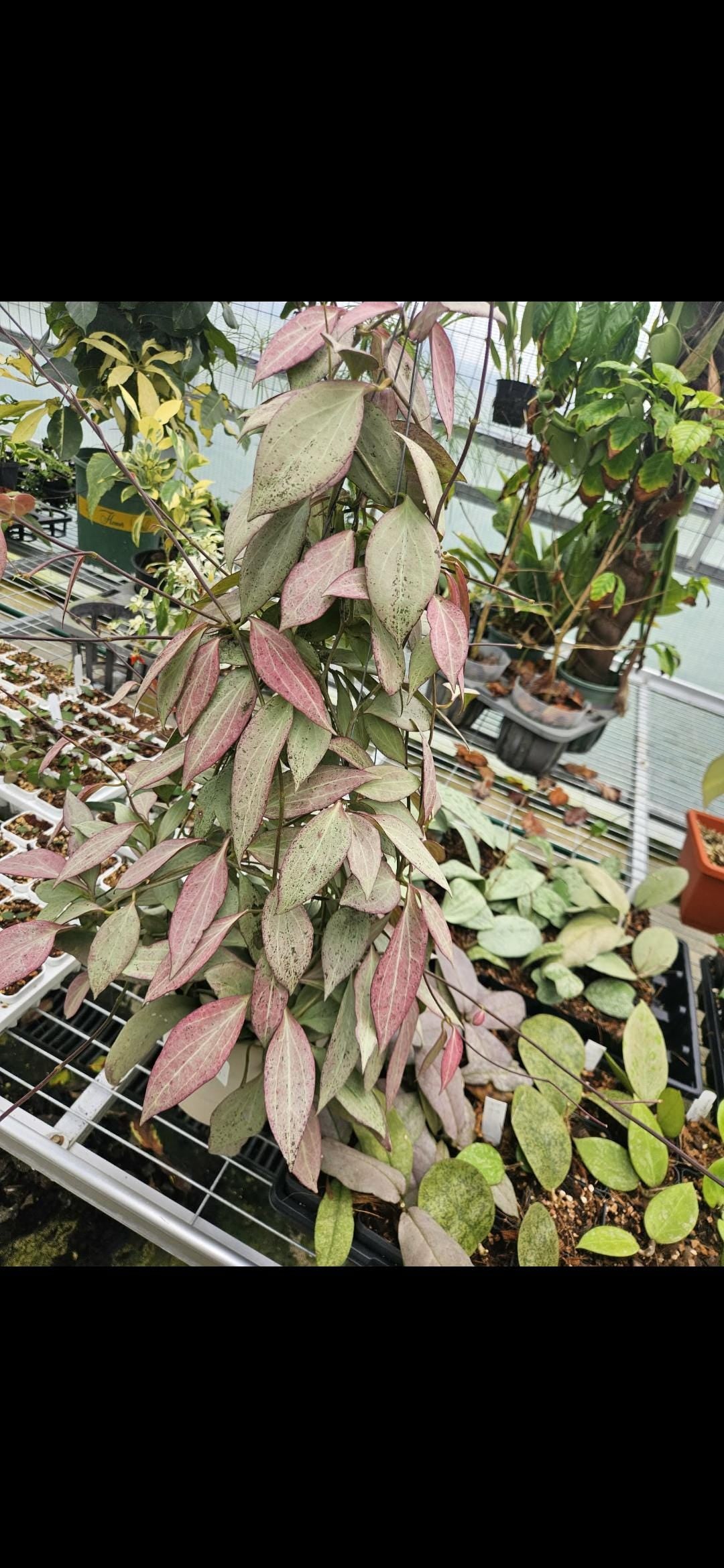 Hoya nicholsoniae 'New Guinea Ghost'.