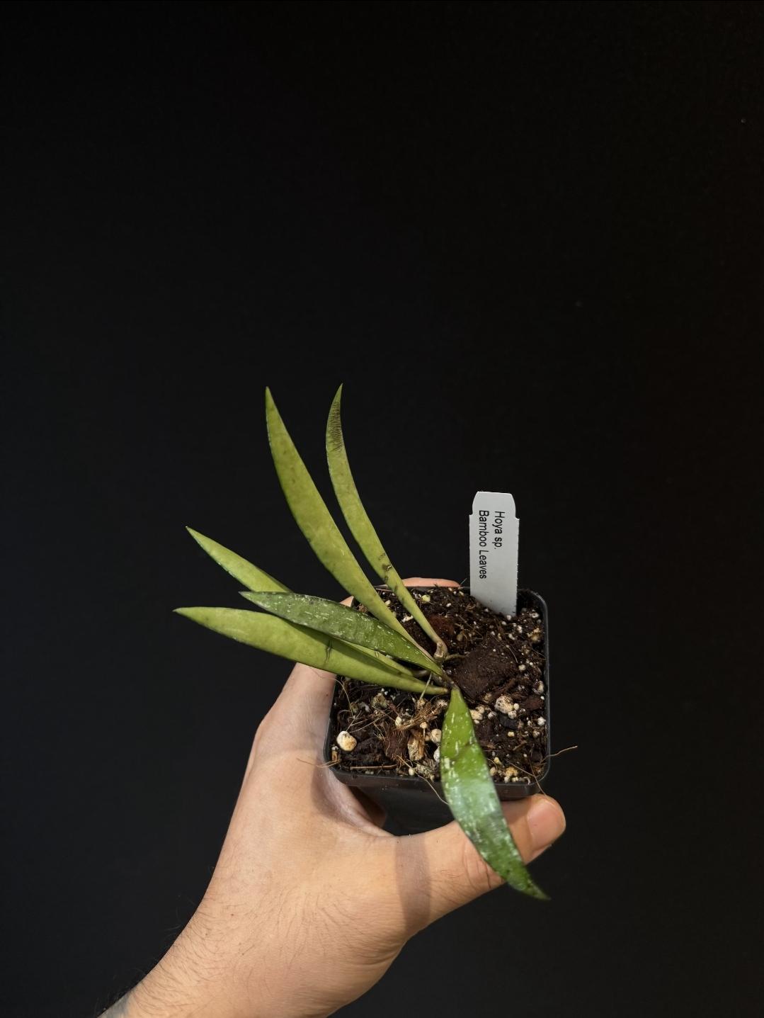 Hoya sp. Tanggamus 'Bamboo Leaf' US SELLER.