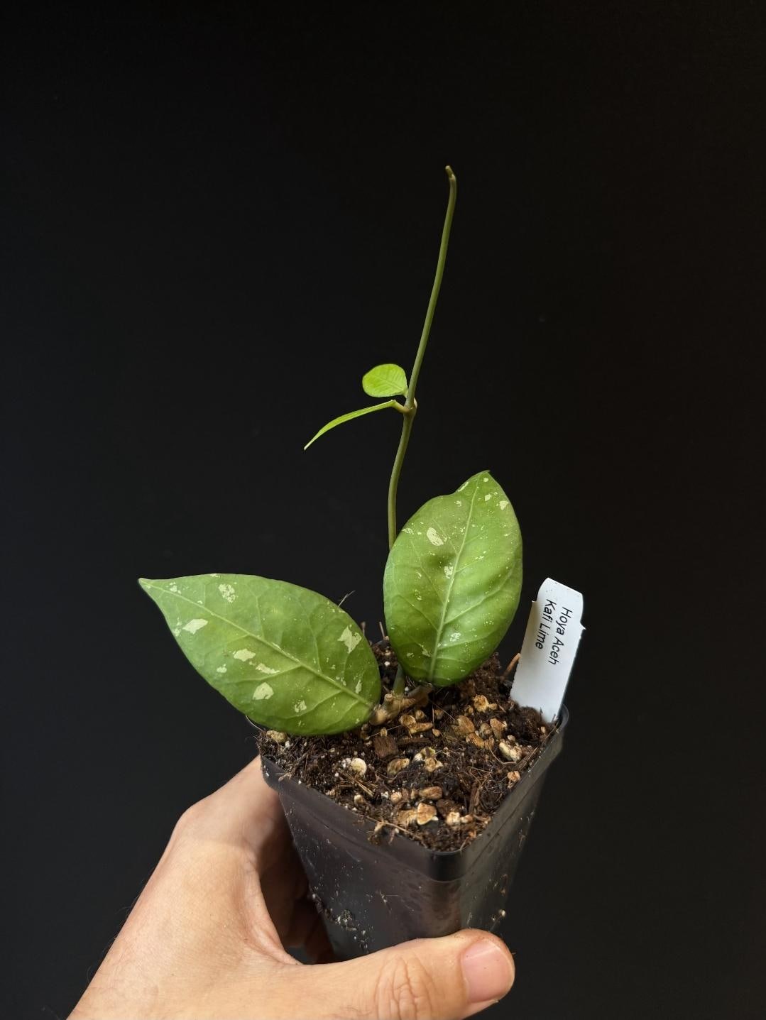 Hoya aceh Kafi Lime US SELLER.