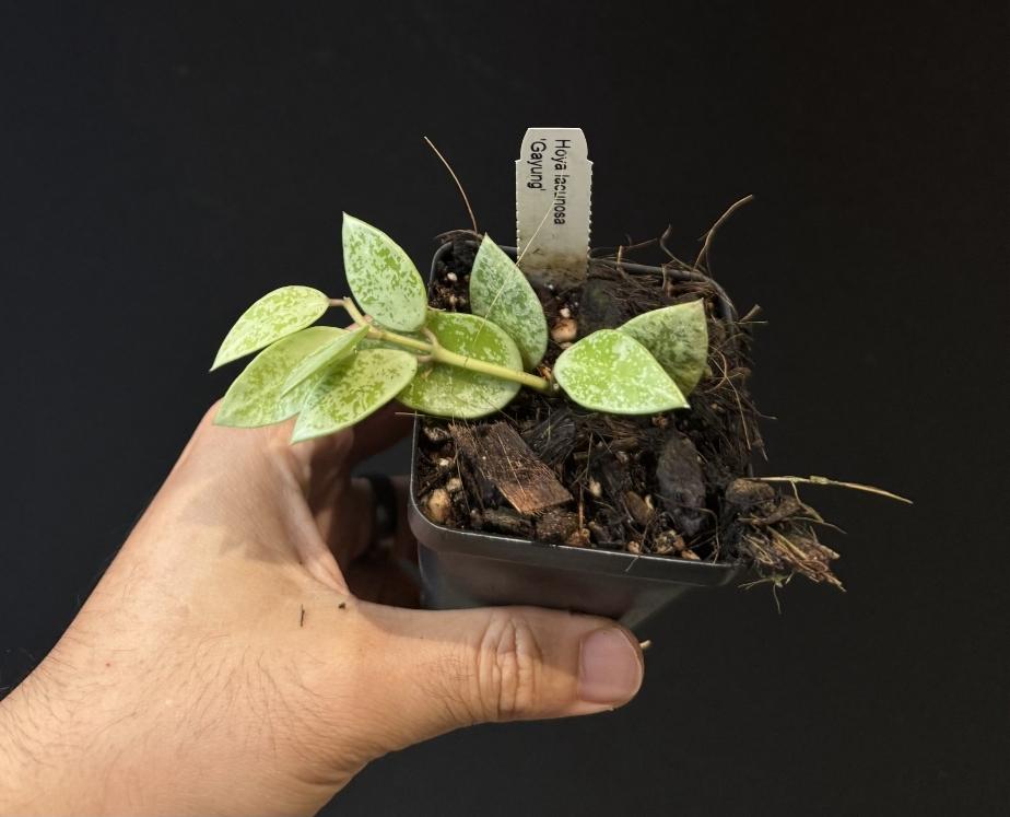 Hoya lacunosa Gayung