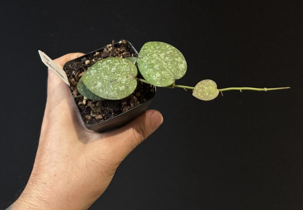 Hoya elliptica x imbricata  US SELLER.