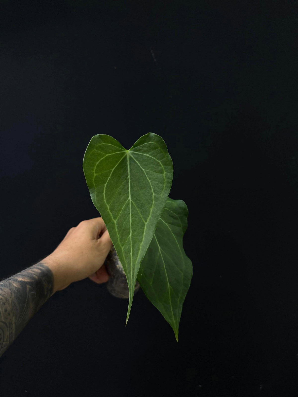 Anthurium Delta Force