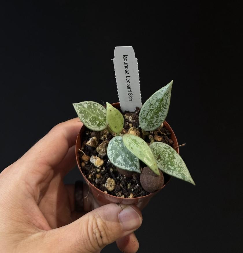 Hoya lacunosa LEOPARD SKIN