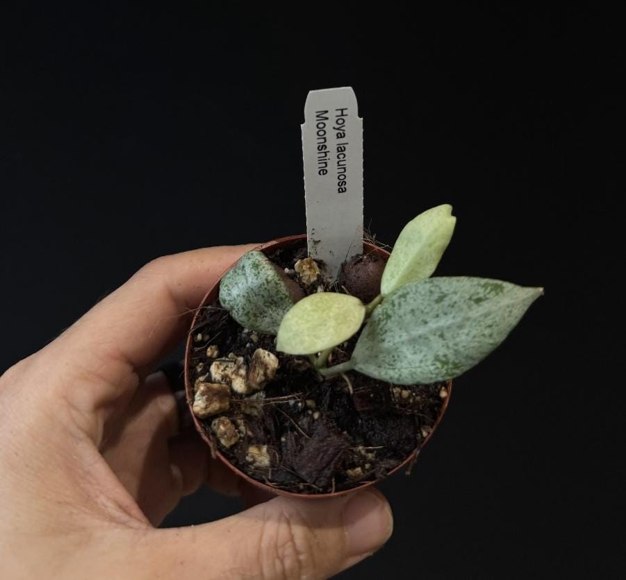 Hoya lacunosa MOONSHINE