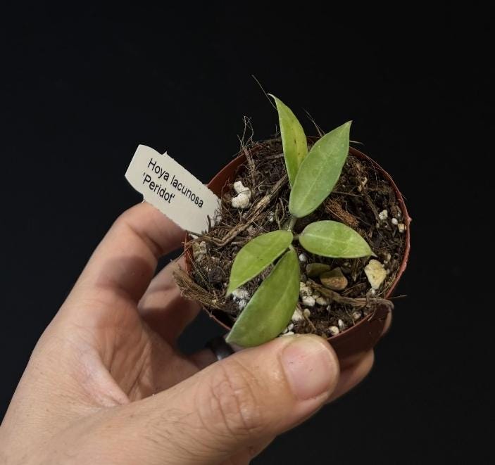 Hoya lacunosa Peridot