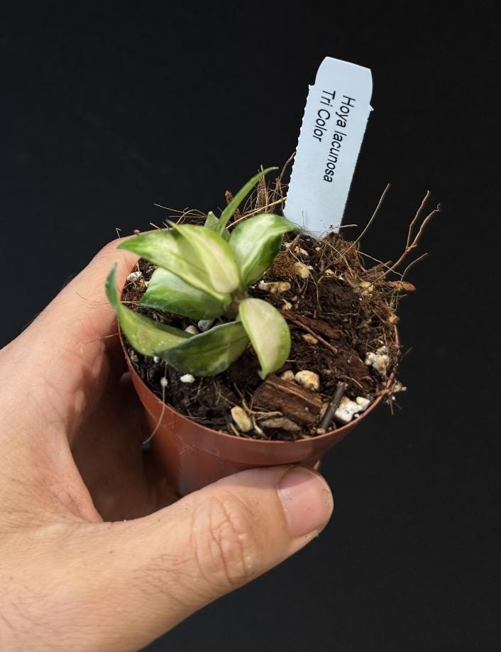 Hoya lacunosa Tricolor
