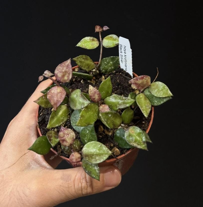 Hoya krohniana Black Silver