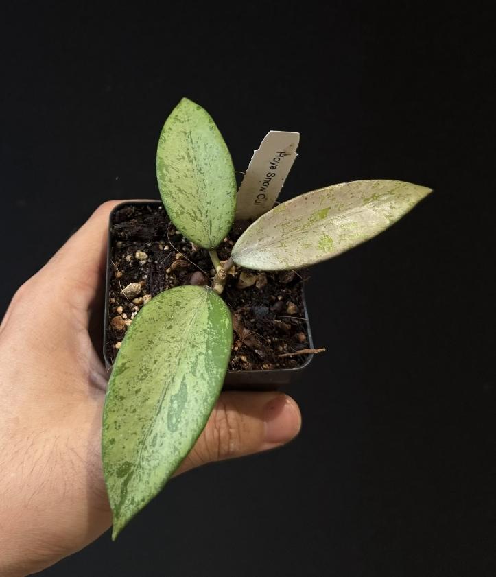 Hoya Snow Cui Silver Splash. US SELLER.