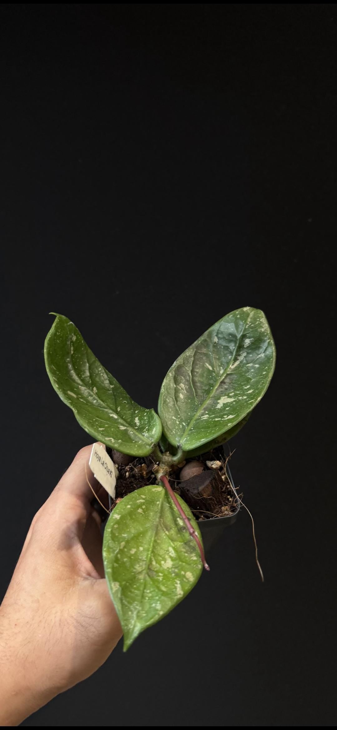 Hoya sp. La Chau round leaf. US SELLER.