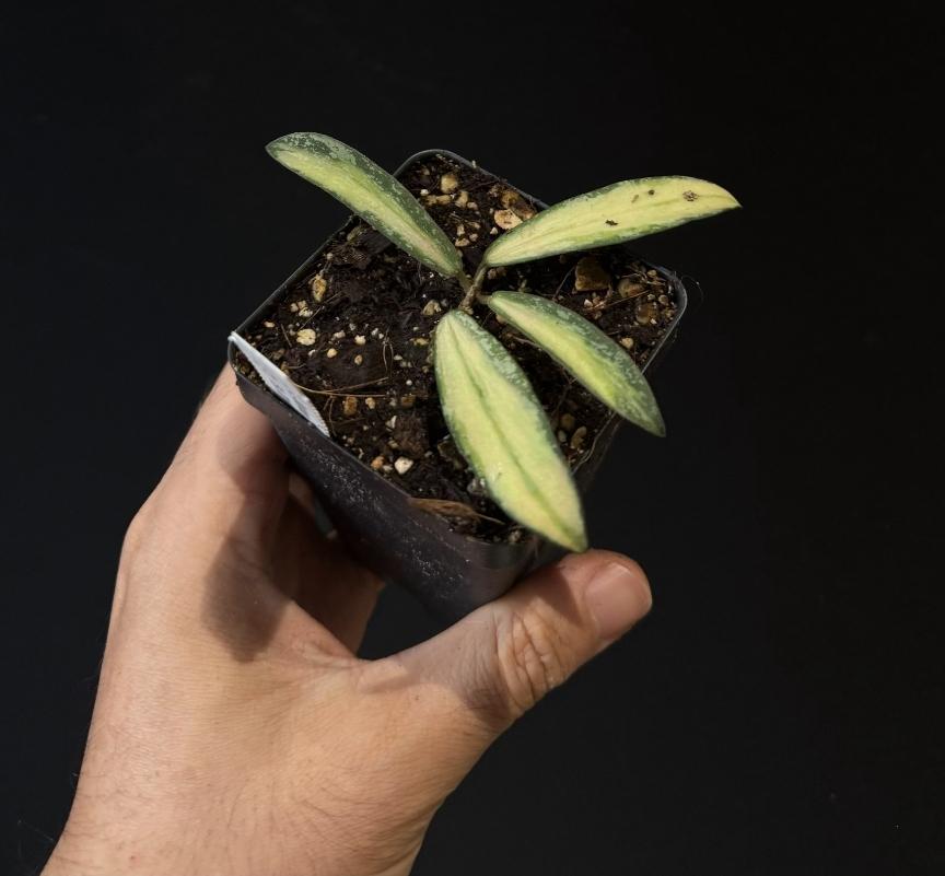 Hoya sigillatis variegated. Silver Splash. US SELLER.