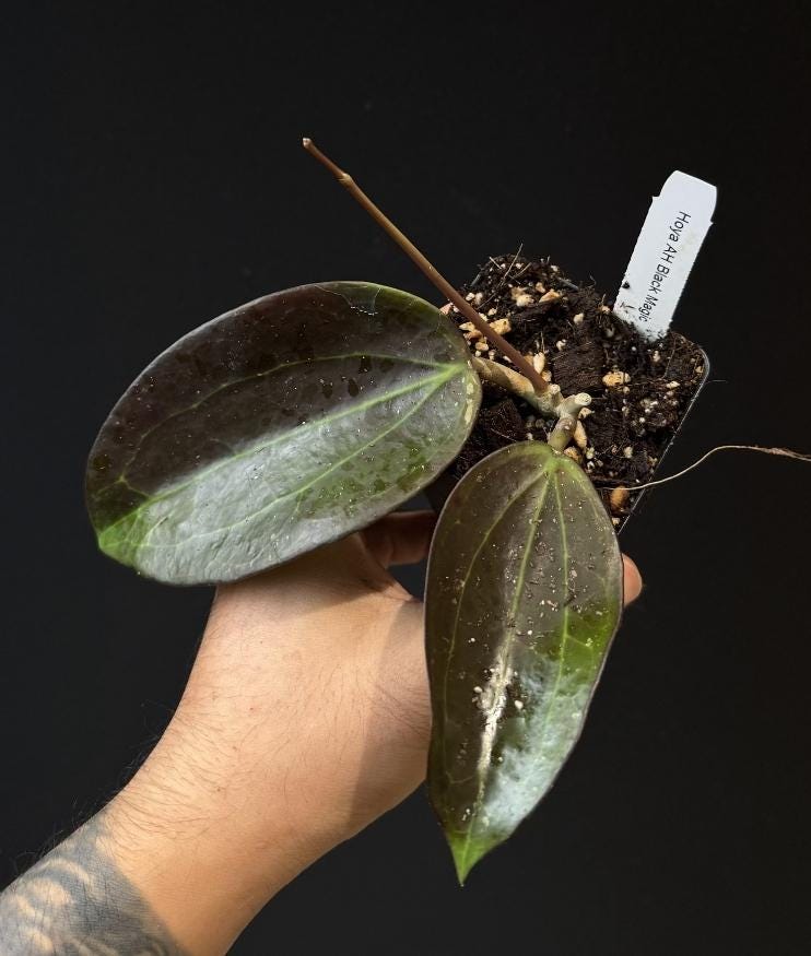 Hoya AH Black Magic. Dark sun stress hoya. US SELLER.