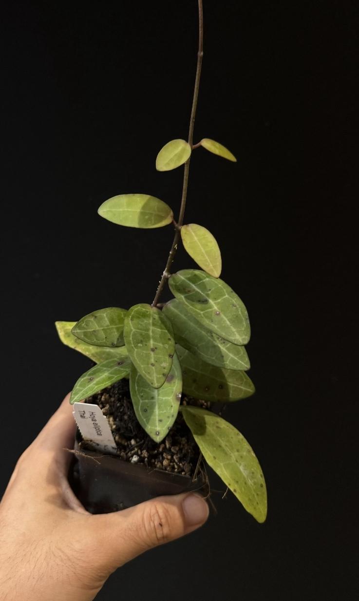 Hoya elliptica Thai Clone.   US SELLER.