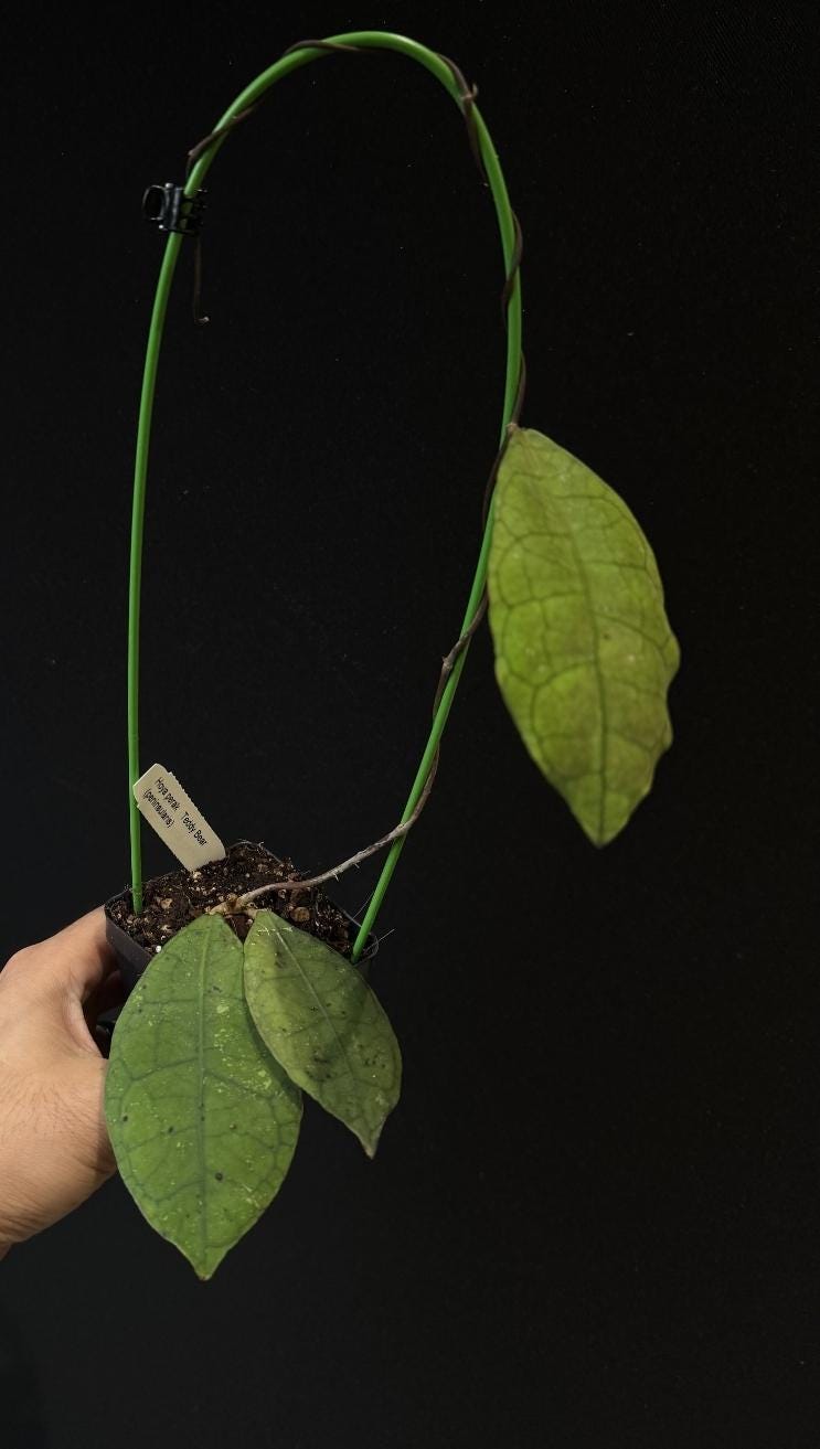 Hoya peninsularis/ perak ‘Teddy Bear’,  ' US SELLER.