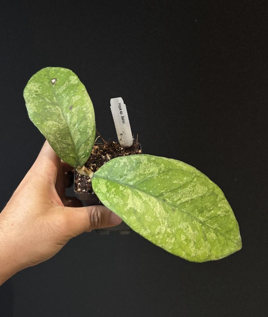 Hoya sp. Bahoi US SELLER.