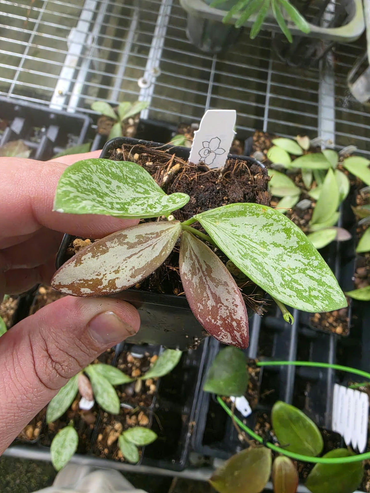 Hoya aff collina sp Papua rare red sunstress hoya US SELLER