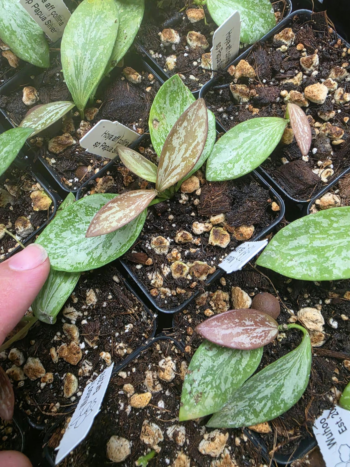 Hoya aff collina sp Papua rare red sunstress hoya US SELLER