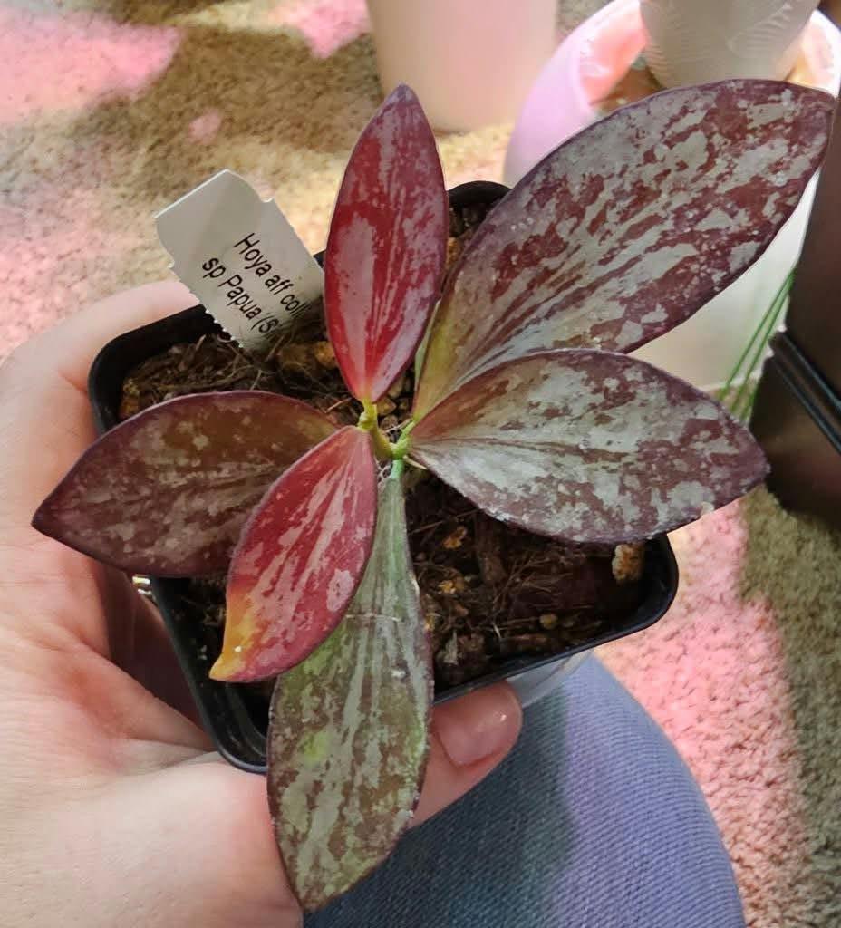 Hoya aff collina sp Papua rare red sunstress hoya US SELLER