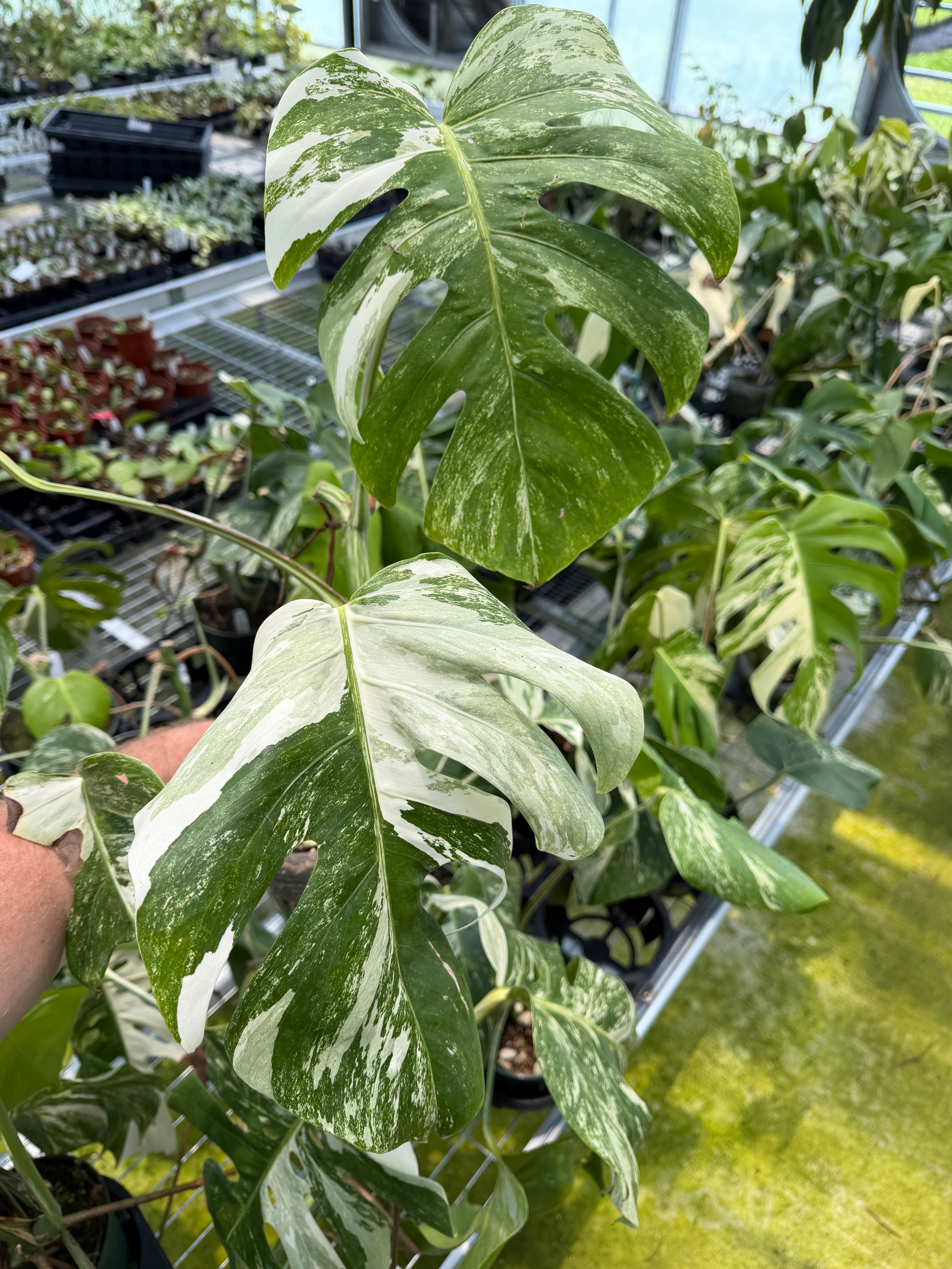 Monstera Albo Variegata Borsigiana - small form