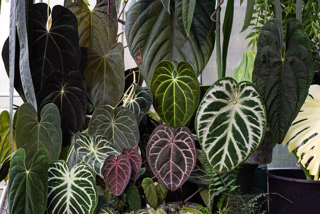 wuhootropicals gallery