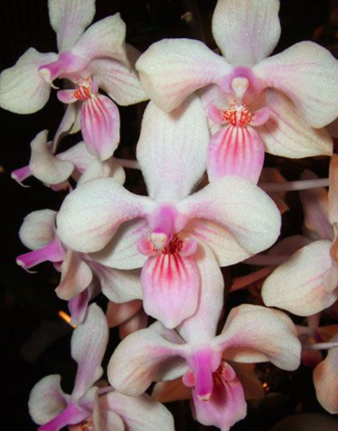 Phalaenopsis lindenii x celebensis