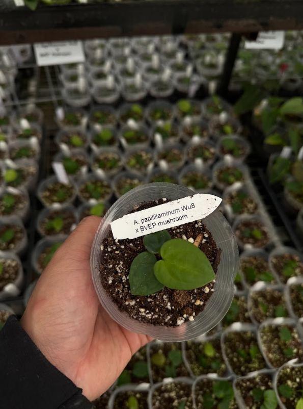 A. papillilaminum x BVEP 'Mushroom'