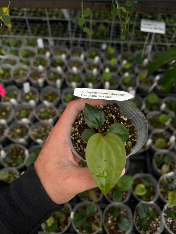 Anthurium (papillilaminum x dressleri RG) x luxurians dark form