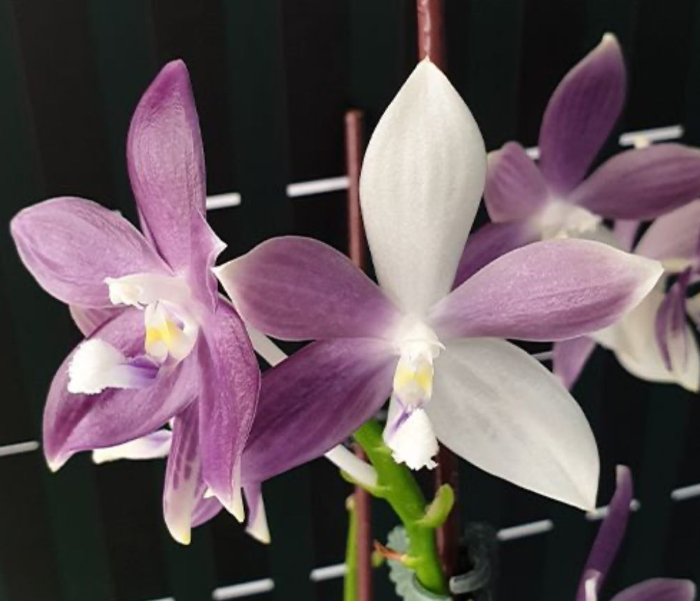 Phalaenopsis speciosa 'Purple Mountain'