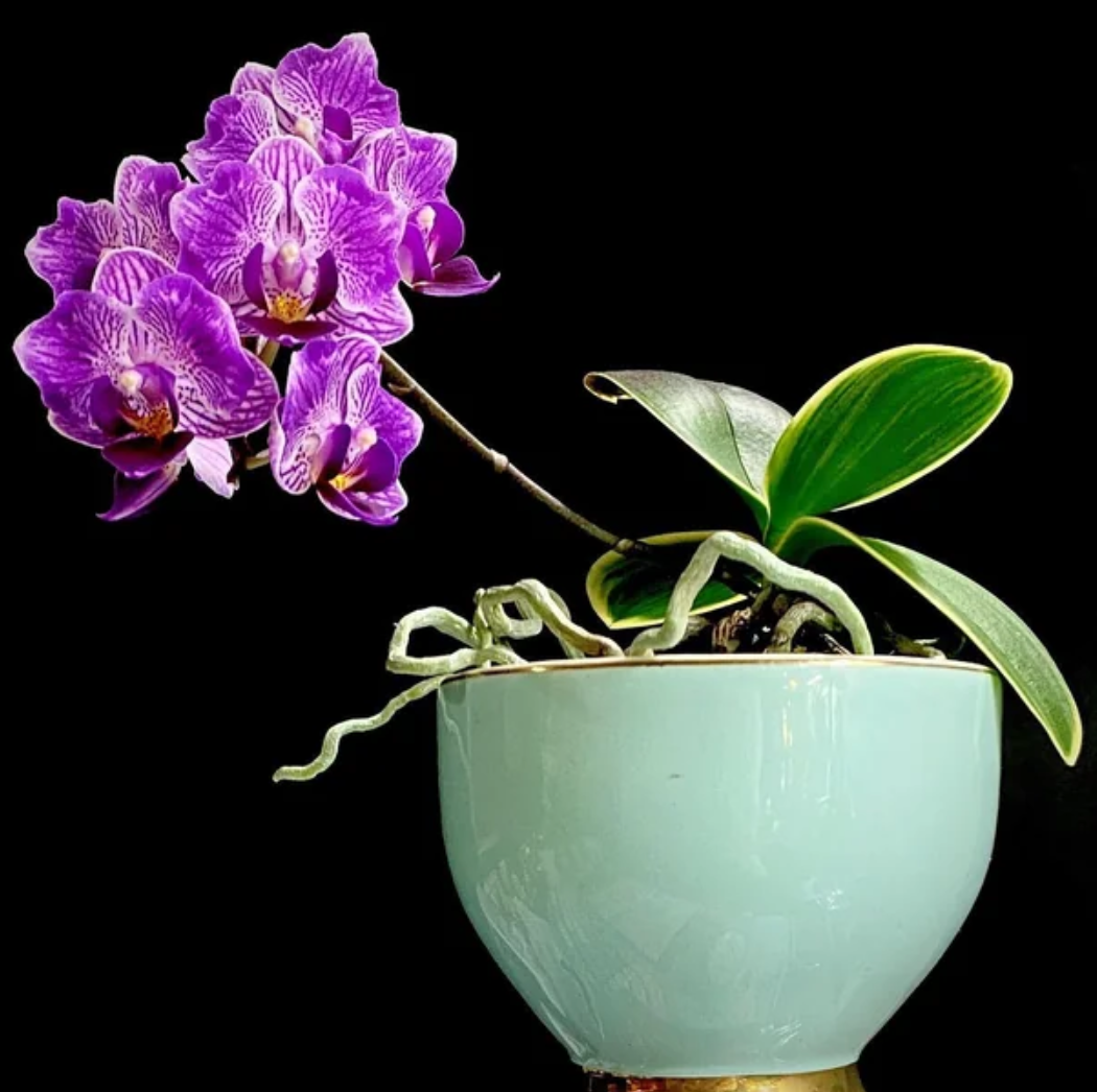 Phalaenopsis Sogo Vivien 'Peloric'