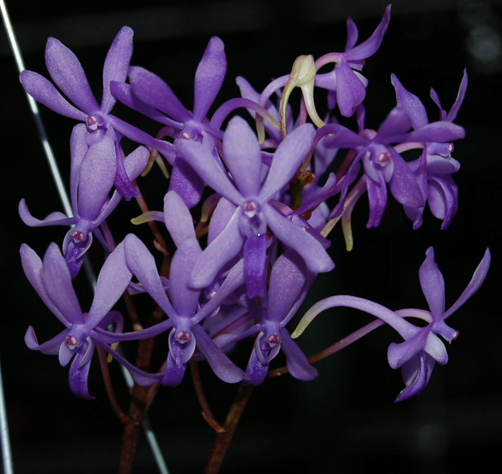 Vanda Charm Blue Star