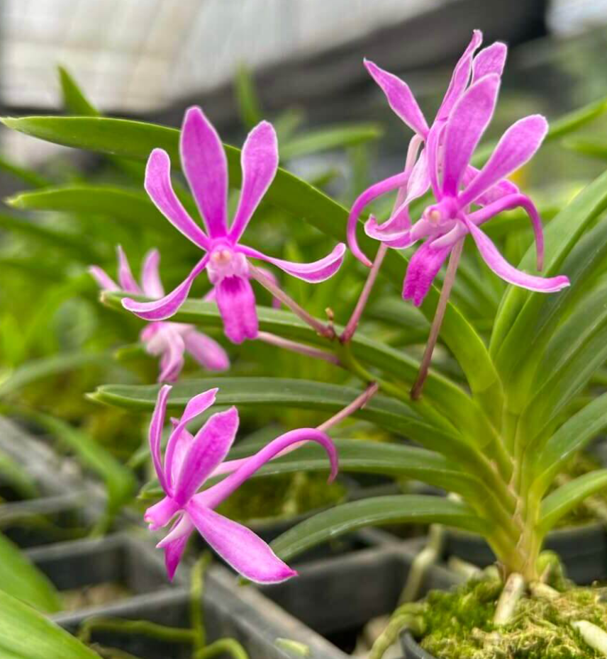 Vanda falcata 'Koto' Fragrance, with pups!