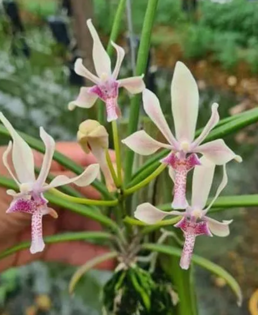 Vanda falcata x Paraphalaenopsis labukensis